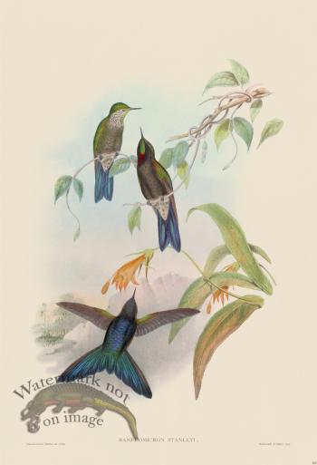 Gould Hummingbird 185